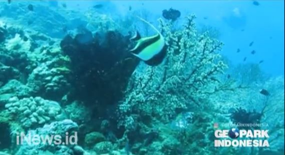 Lava Flow, Terumbu Karang Eksotis di Laut Banda