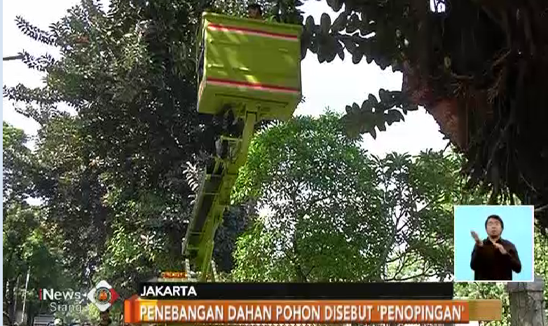  Musim Hujan Datang, Dinas Kehutanan Pangkas Pohon Besar