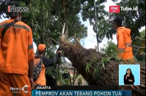 Sandi Bersikukuh Tebang Pohon Tua, Ini Alasannya 