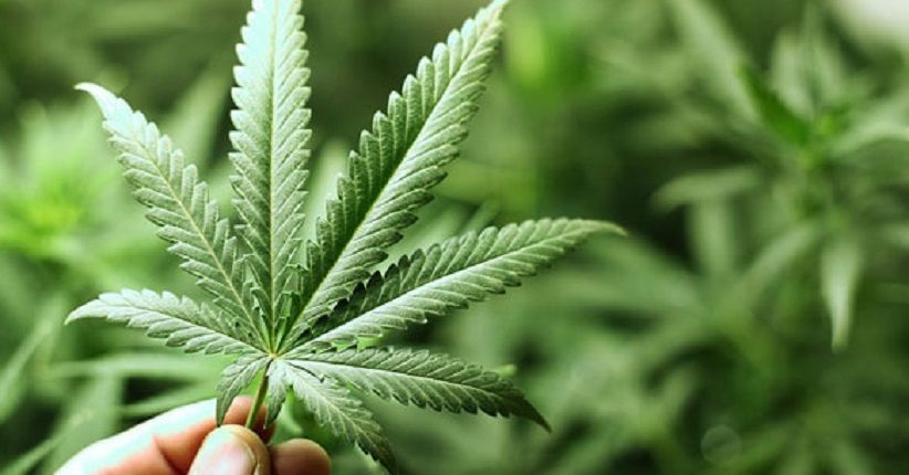 Pemuda di AS Beranggapan, Ganja Lebih Sehat dari Alkohol 