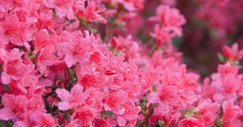 Indahnya Bunga-Bunga Bermekaran di AS, Kunjungi 5 Festival Musim Semi 