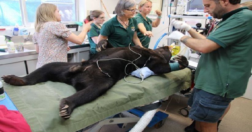 Begini Penampakan Beruang Madu saat Jalani Pemeriksaan Gigi