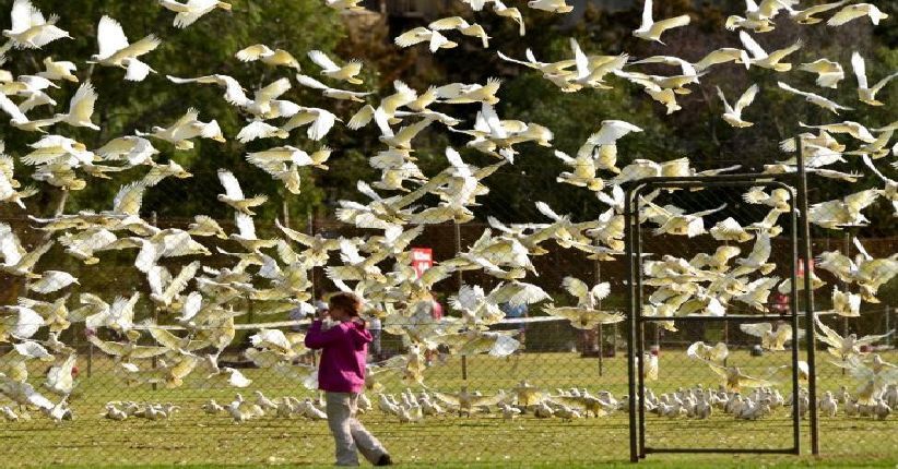 Warga Kota Adelaide Diteror Ribuan Burung Kakatua
