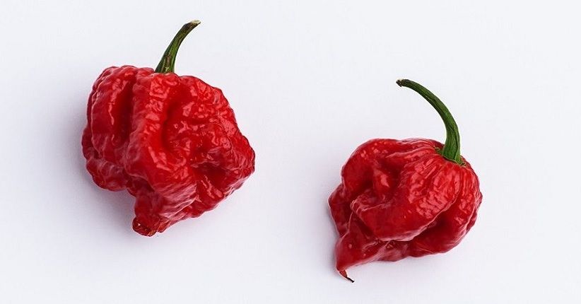 Jangan Dimakan Langsung, Begini Mengolah Cabai Terpedas di Dunia