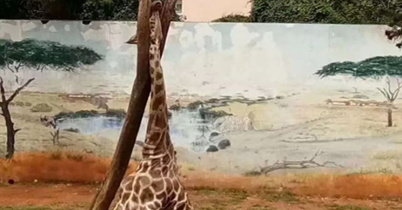 Jerapah Mati Setelah Lehernya Terjepit di Pohon 5 Jam