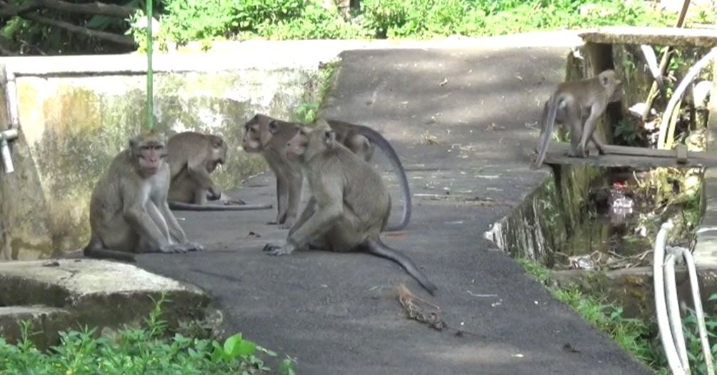 Ribuan Monyet Serang Permukiman Warga Desa Cibereum di Kuningan 
