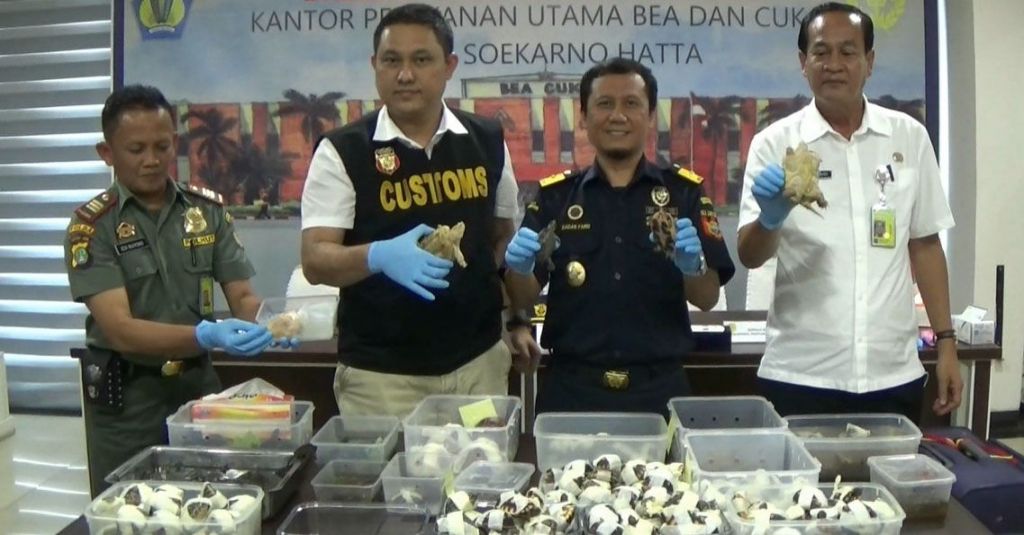 Gagalkan Penyelundupan Ratusan Kura-Kura dan Salamander dari Hongkong
