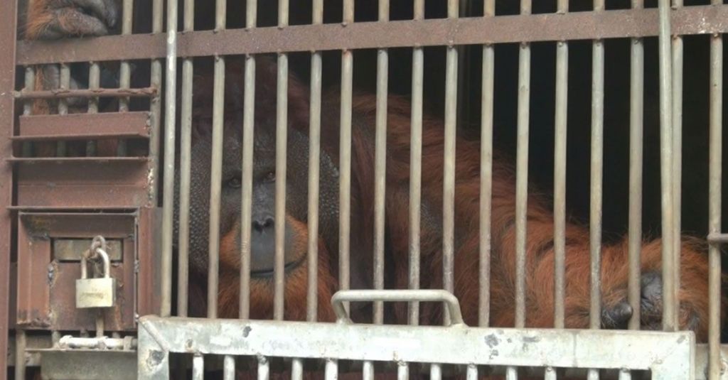 6 Tahun Direhabilitasi, Jono dan Budi Dilepas ke Hutan Liar Kalimantan