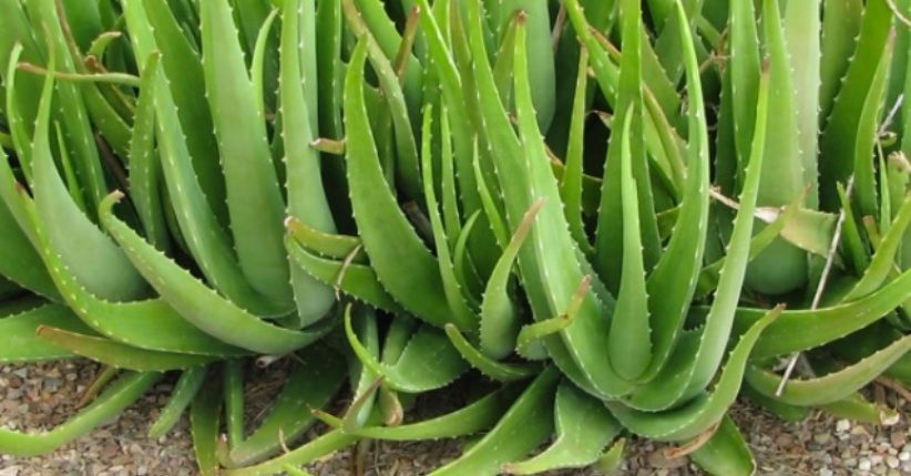 Ampuh Obati Jerawat, Lidah Buaya Juga Punya 4 Manfaat Lain