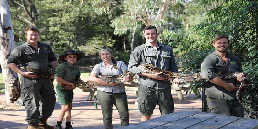 Kegemukan, Piton 'Monster' di Australia Diet Ketat Hindari Obesitas