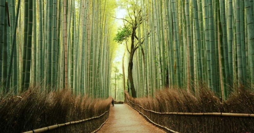 Deretan Objek Wisata Terhijau di Bumi, Ada Hutan Bambu di Jepang