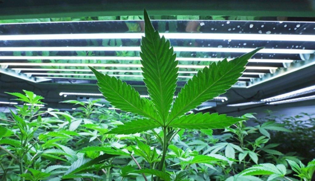 Victoria Bakal Jadi Ibu Kota Ganja Obat di Australia