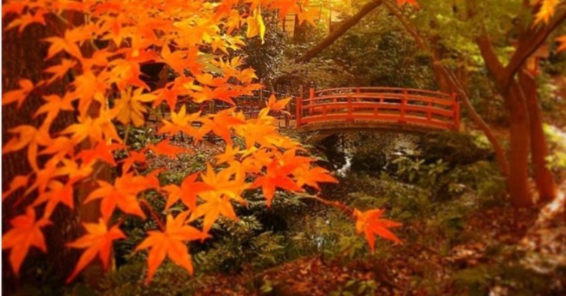 7 Destinasi Instagramable di Tokyo, Datangi Lembah Todoroki yang Sejuk