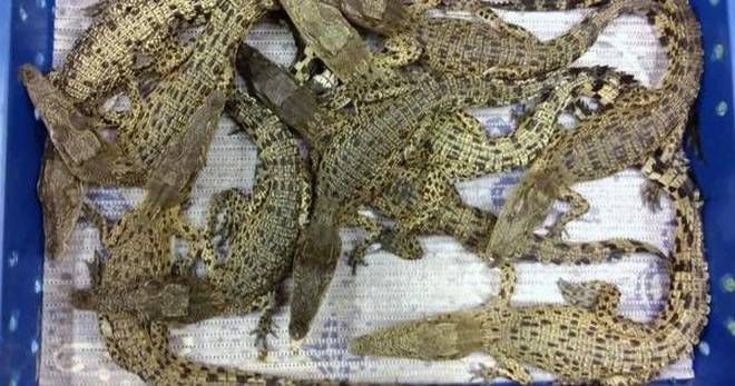 50 Buaya Hidup Asal Malaysia Ditangkap di Bandara London