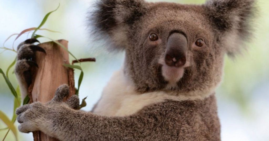 Australia Rogoh Kocek Rp468 Miliar demi Selamatkan Koala