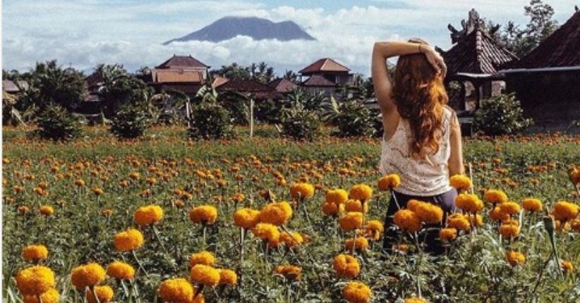 Indah seperti Keukenhof Belanda, Bali Miliki Taman Bunga Marigold