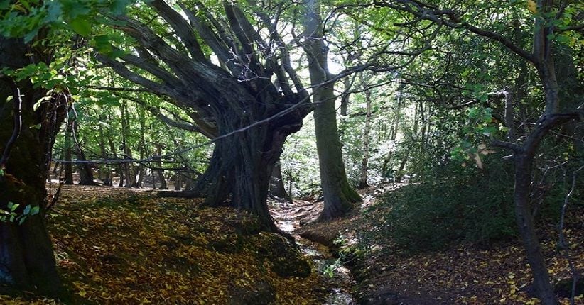 4 Hutan Terseram di Dunia, Epping Forest Miliki Kisah Mistis Abad 18