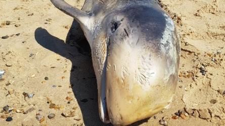 Lumba-lumba Risso Ditemukan Mati Terdampar di Pantai Inggris