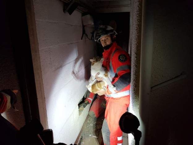 2 Jam Terjepit di Antara Tembok Rumah di Inggris, Kucing Ini Selamat