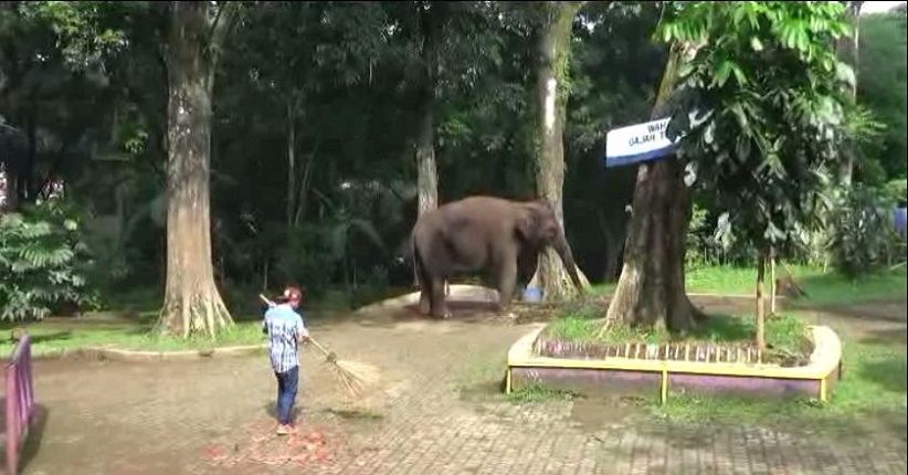 Siap Beroperasi Kembali, Kebun Binatang Bandung Akan Terapkan Protokol Kesehatan