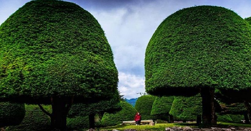 Wisata Bandung, Intip Keunikan Bukit Jamur Ciwidey