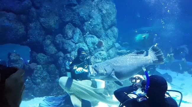 Ngeri, Hiu Serang Penyelam Pemberi Makan di Akuarium