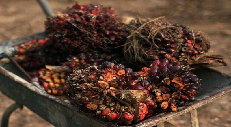 Harga CPO Turun 11,70 Persen Pekan Lalu, Bagaimana Nasibnya Pekan Ini