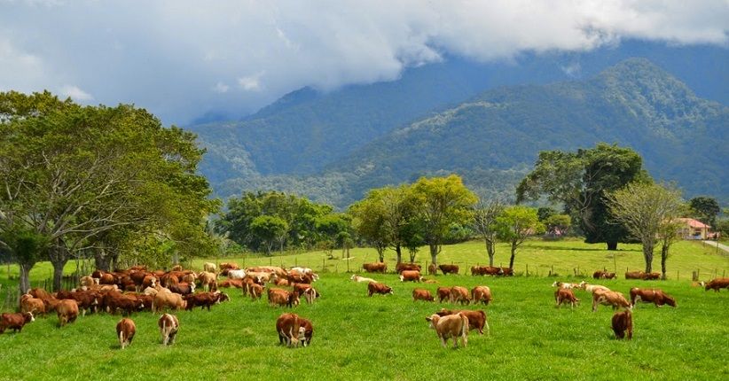 Memandang Keindahan Padang Rumput Mangateh Sumbar, Mirip New Zealand