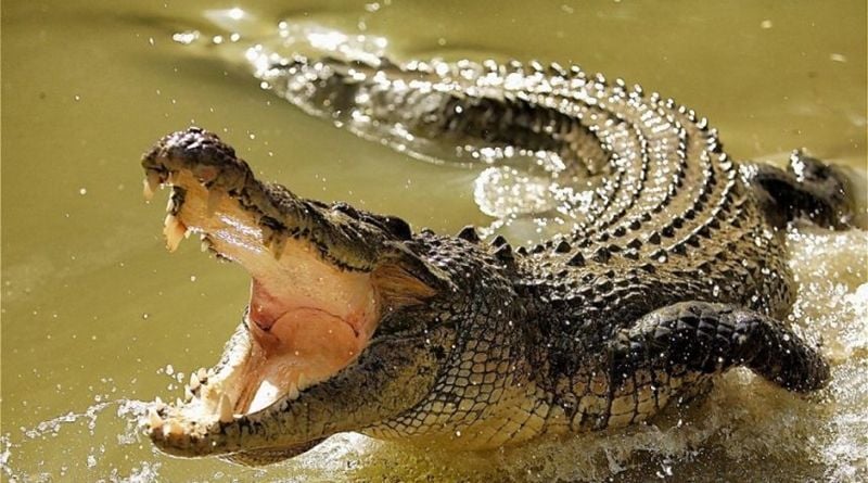 Tragis, Pendeta Etiopia Tewas Diterkam Buaya saat Acara Pembaptisan