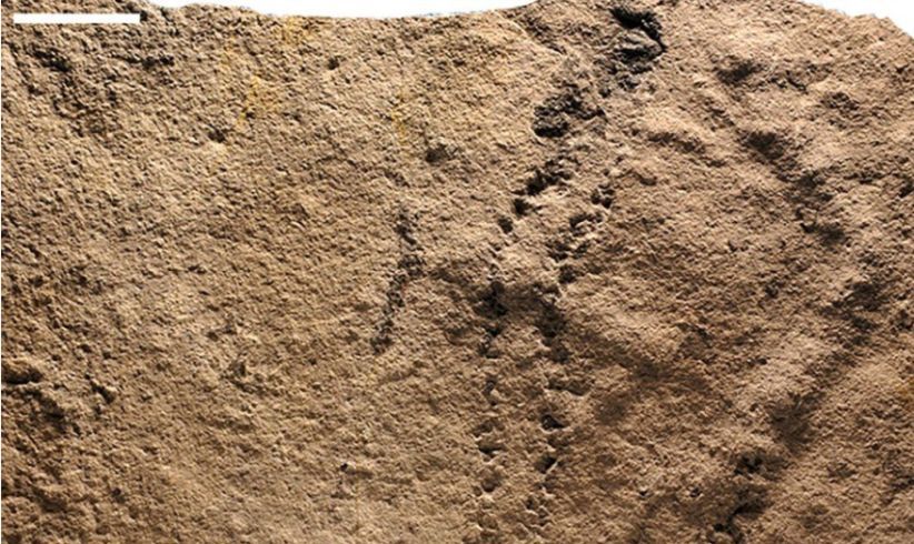 Jejak Kaki Hewan Ini Diyakini Berusia 541 Juta Tahun