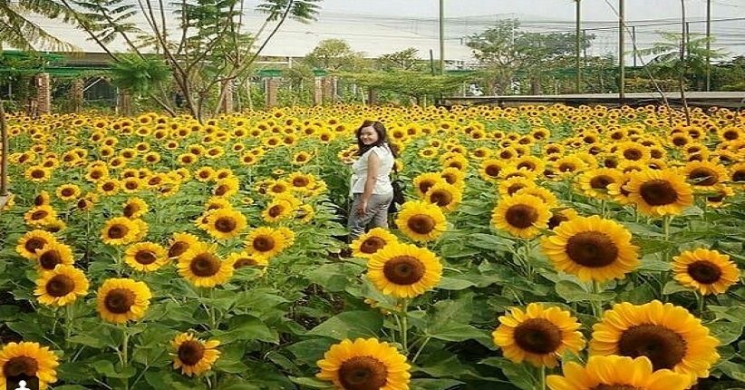 Lagi Hits di Bandung, Kebun Bunga Matahari Jadi Pilihan Wisata Lebaran