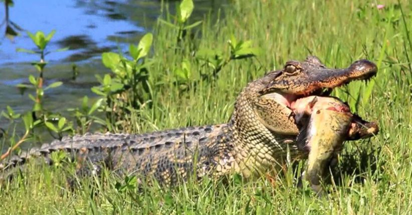 Tragis, Perempuan dan Anjingnya Diterkam Buaya