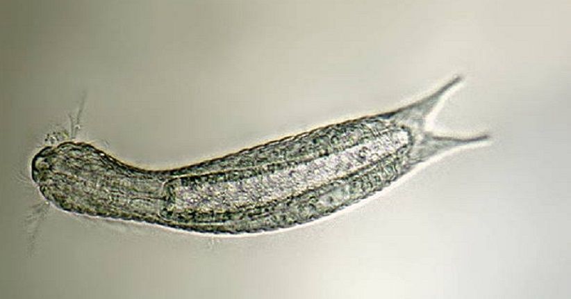 5 Hewan dengan Umur Terpendek, Ada yang Hanya Sehari