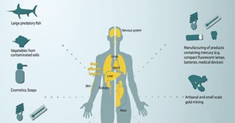 Bahaya Konsumsi Ikan Mas dan Lele Terpapar Merkuri