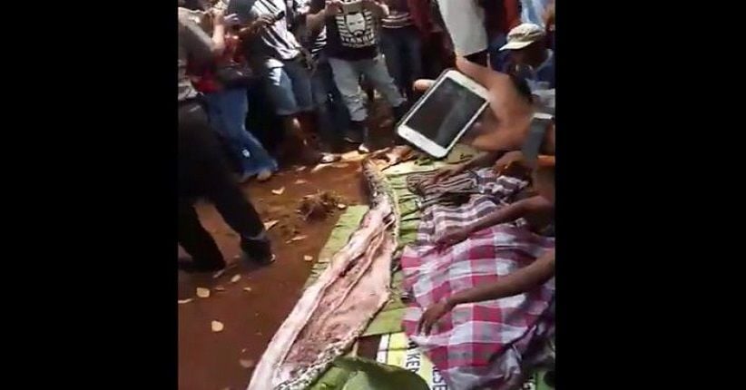 Perempuan Dimangsa Ular Piton di Sultra Ramai Diberitakan Media Asing