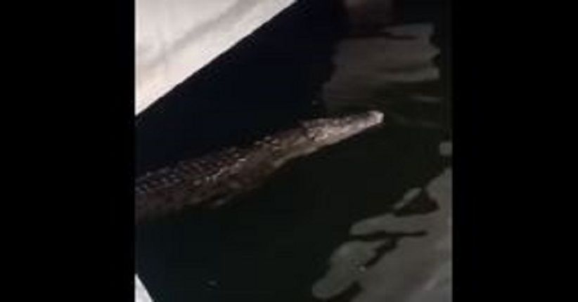 Tim Gabungan Buru Buaya di Dekat Ancol, Sempat Ditembak Lalu Hilang