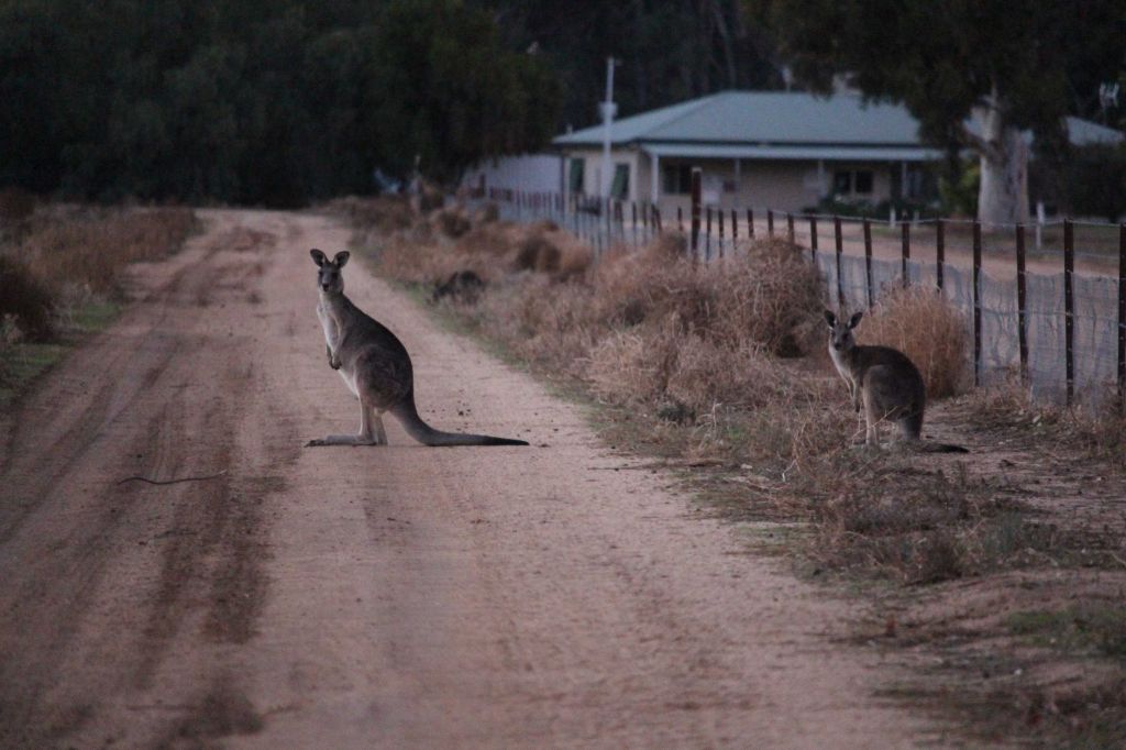 Musim Kemarau, Jutaan Kanguru Serbu Jalanan dan Pengemudi di Australia