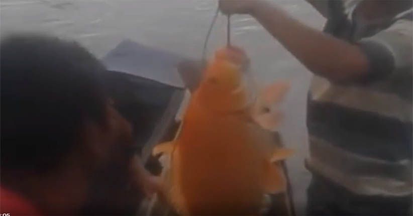 Viral, Penangkapan Ikan Mas Dikaitkan Tragedi KM Sinar Bangun di Toba