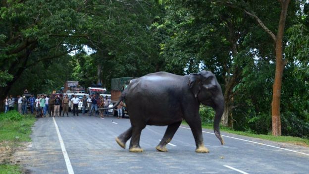 Kasihan, Gajah-Gajah di India Stres karena Dikejar dan Diusir Manusia