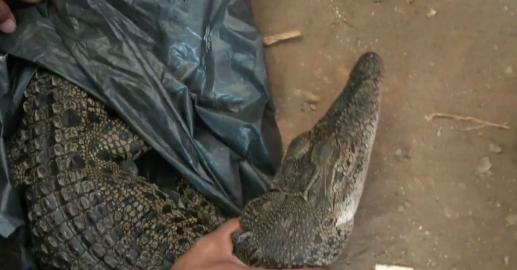 Kondisi Mati, Seekor Buaya di Kali Grogol Ditemukan Warga