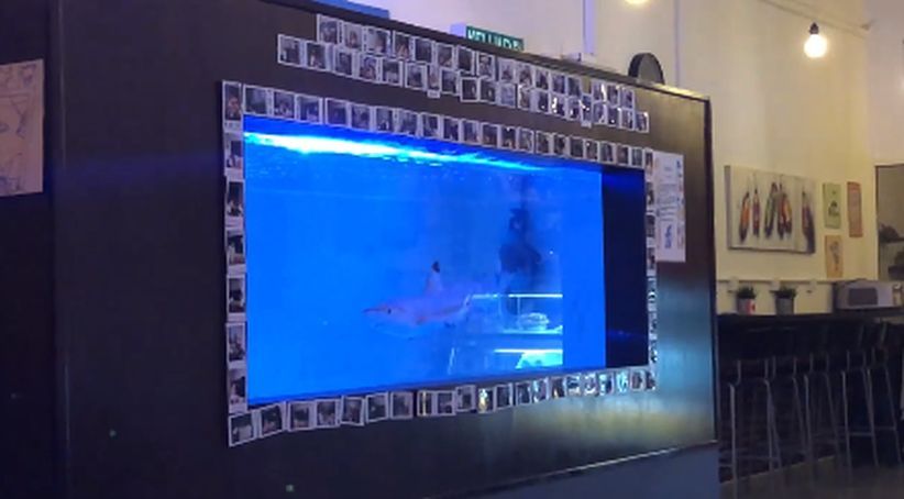 Viral Ikan Hiu Dipelihara di Akuarium Restoran, Warganet Berang