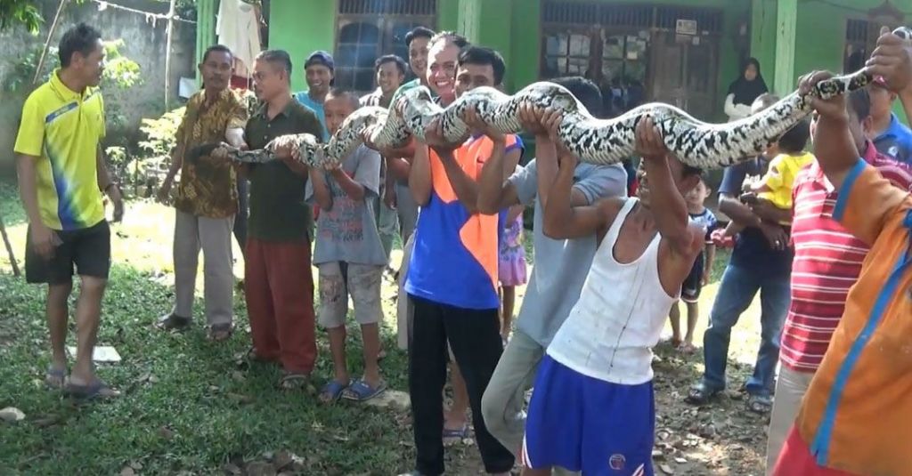 Heboh Ular Raksasa Tertangkap Warga Tangerang di Kandang Ayam
