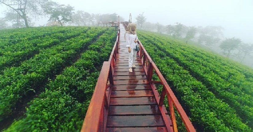 Wisata Instagenic di Kebun Teh Peninggalan Belanda Bukit Kuneer