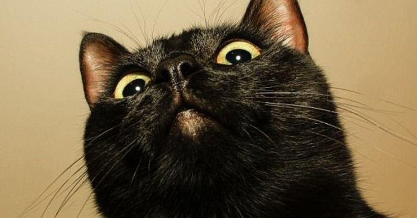 Kucing Ini Jadi yang Pertama Didiagnosis Positif Covid Varian Inggris