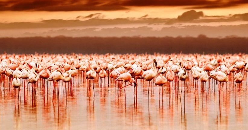 5 Pemandangan Alam Terindah di Dunia, Danau Nakuru Wajib Dikunjungi