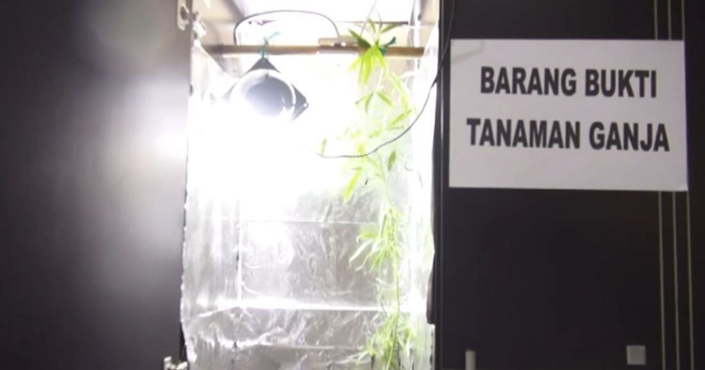 Tanam Ganja Dalam Lemari, Mahasiswa di Bandung Ditangkap Polisi