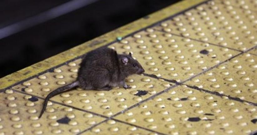 Begini Akibatnya jika Tikus Tiba-Tiba Muncul di Kereta
