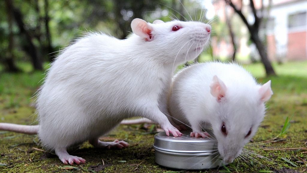 Ini Negara-Negara di Dunia yang Jadikan Tikus sebagai Menu Makanan