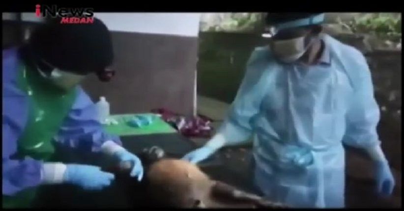 Jennifer, Bayi Orangutan Mati karena Dianiaya di Bukit Lawang