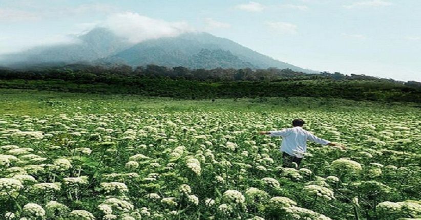 Mekar di Kaki Gunung Ijen, Indahnya Hamparan Bunga Wortel di Songgon